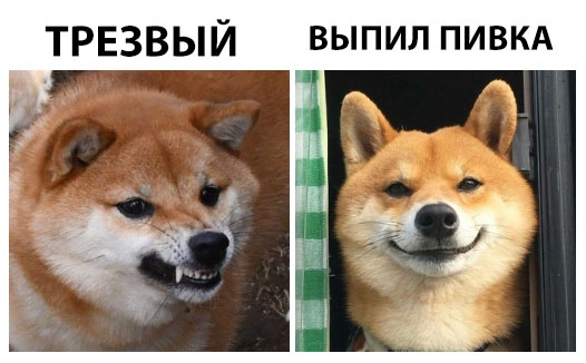 Милые животные. Мимиметр сломался