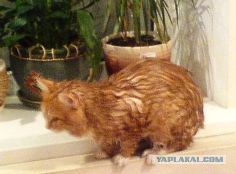 Котовторник! 11.10.11
