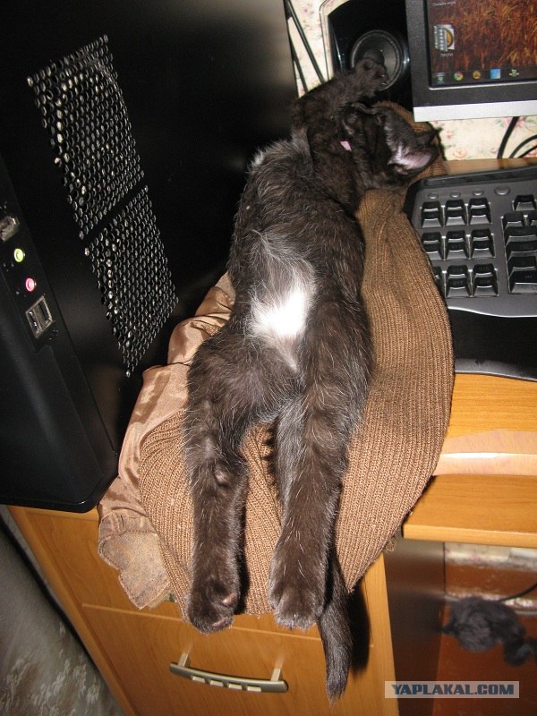 Котовторник 17 января