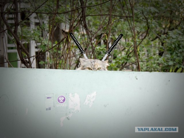 Опасный хищник