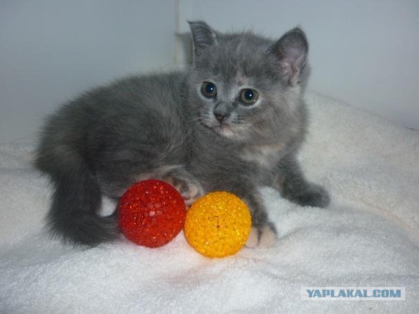 Котовторник 29.05.2012