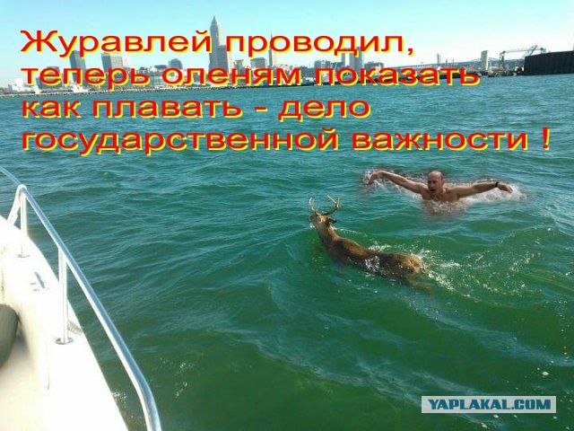 Неожиданный пловец