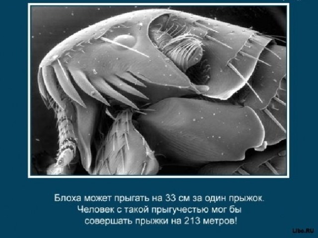 Интересные факты о животных