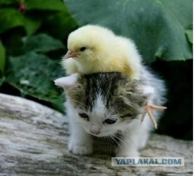 Странные фотки котеек
