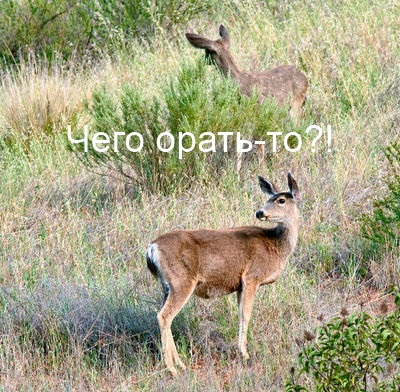 Жив! Цел! Олень!