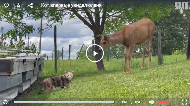 Кот впервые увидел оленя