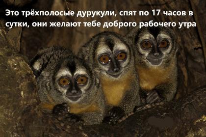 Пятничная Хня, для деградантов