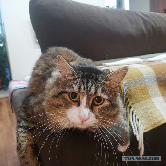 Немного милоты в котовторник