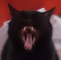 Откуда у котов курдюк и зачем он нужен?