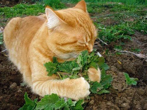 Жизнь домашнего приюта для котеек 482