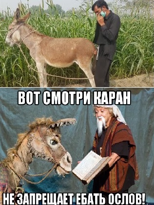 Котята оскорбили чувства верующих