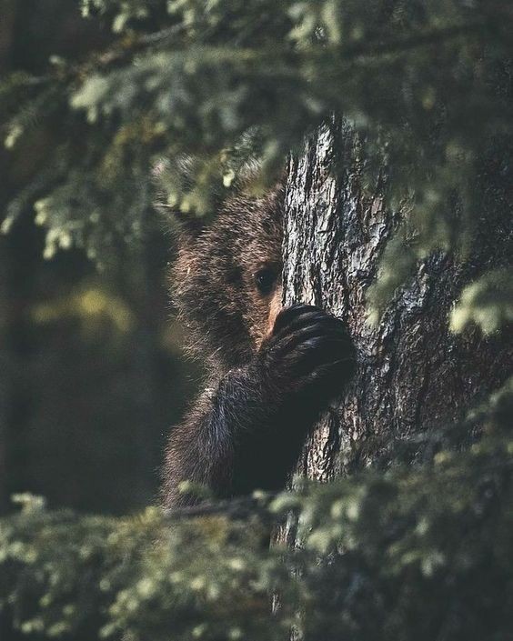 ФотоВинегрет