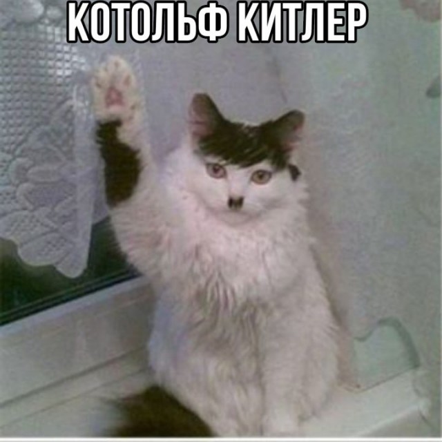 К котовторнику: подборка картинок-баянов с котиками и про котиков. Выпуск 25.