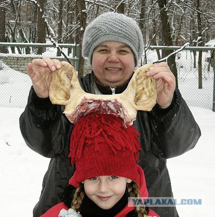 Зайка