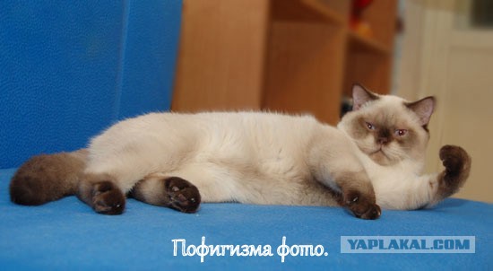 Невыразительные коты