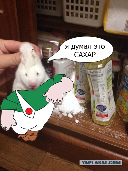 Попался