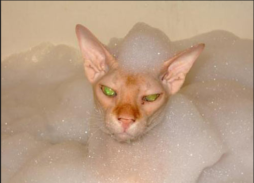 Коты ученых