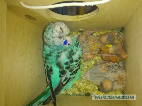 Как я попуганов размножала