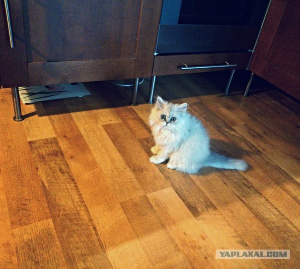 Котовторник 22.04.2014
