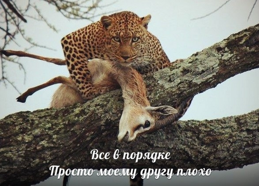 Котэ переживает.