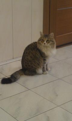 Котовторник 30.12.2014