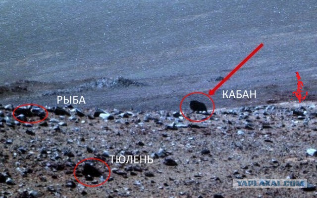 Ровер НАСА снял на Марсе животное