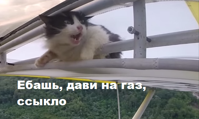 Перед полетом уберите кота.