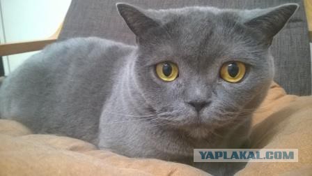 Котовторник 01.12.2015