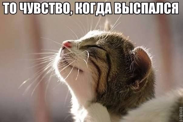 Мохнатые беспредельщики