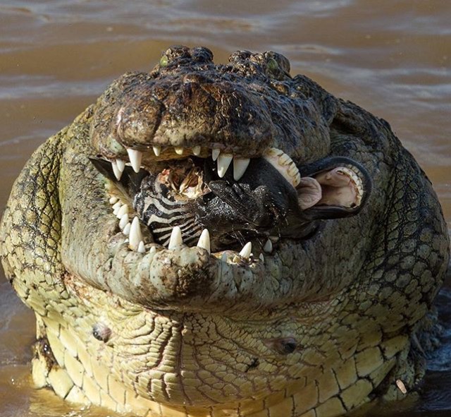 Про крокодила