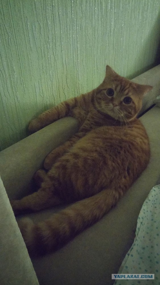 Котовторник 26.07 2016