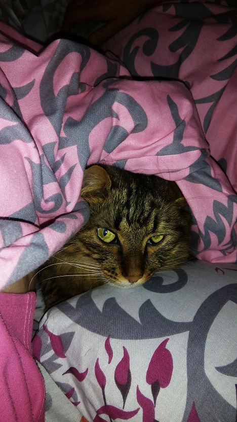 Котовторник 27.09.16