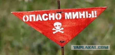 Как у меня спи...ли картошку