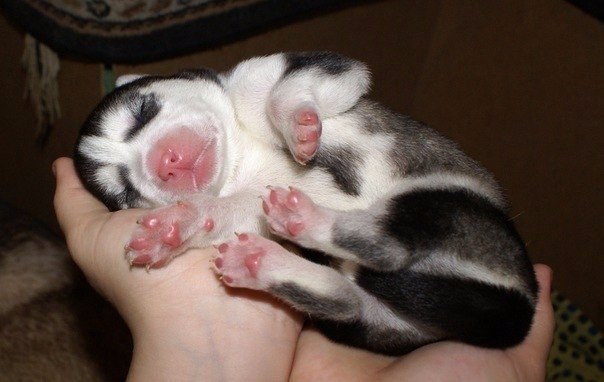 Самые смешные животные
