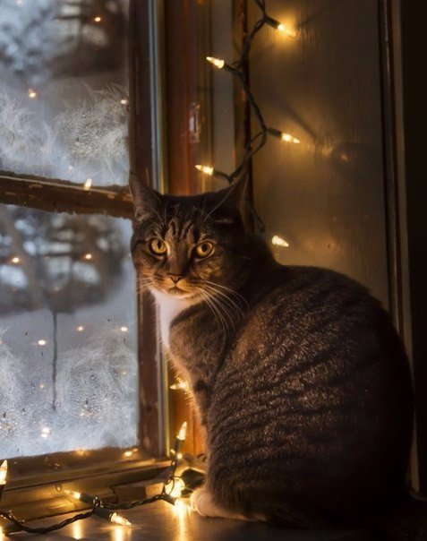 Коты из сети