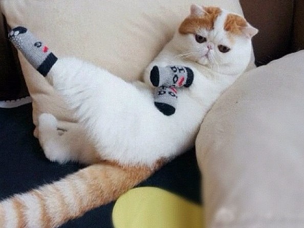 Коты из сети