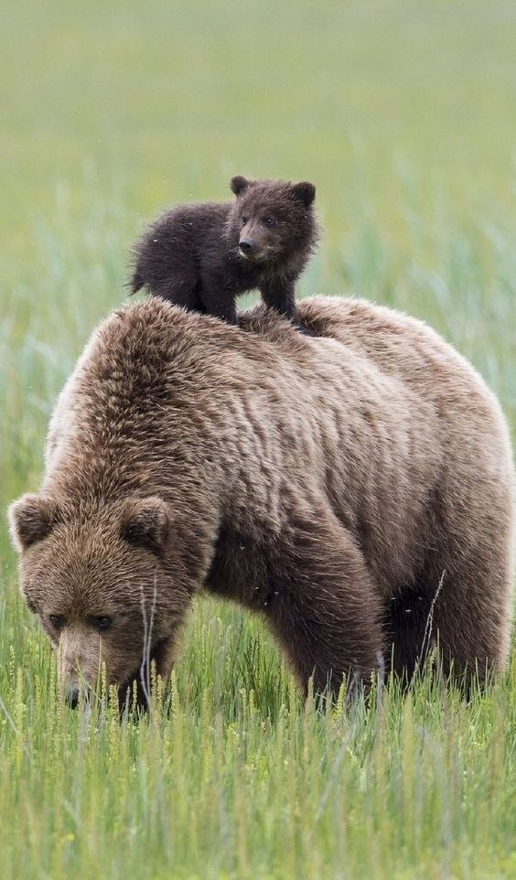 Самые смешные животные