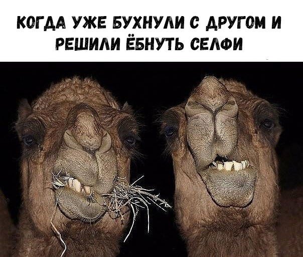 Смешные комментарии из социальных сетей 21.07.2017