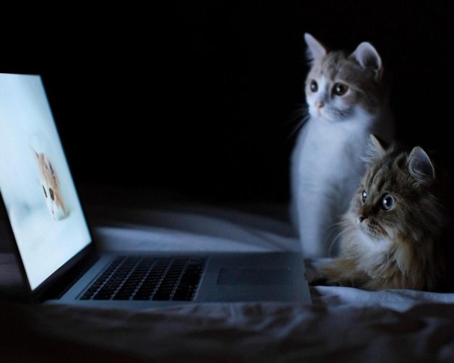 Коты и Кошки