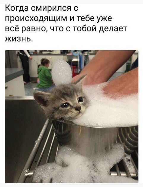 Коты. Отнюдь не ми-ми-ми.