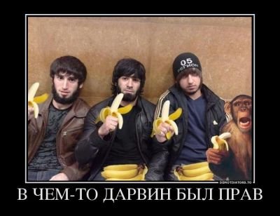 Самки японских макак массово насилуют пятнистых оленей