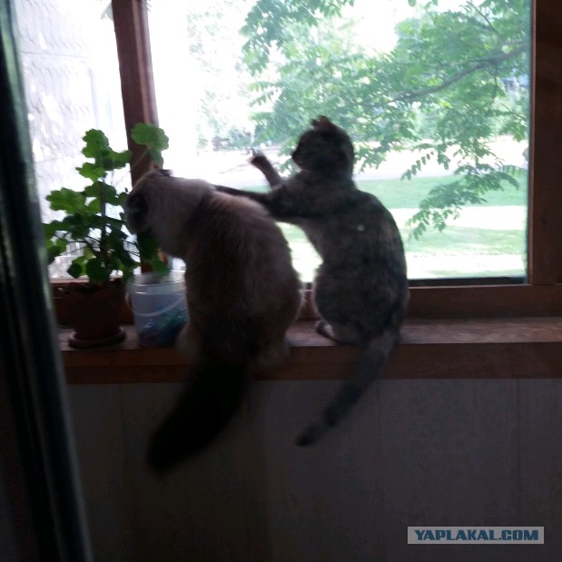 Котовторник 26.06.2018