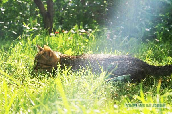 Котовторник на ЯПлакалъ (15.07.2008)