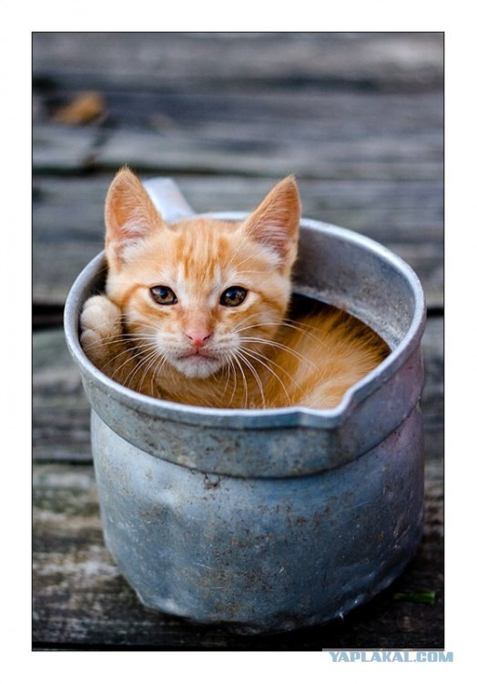 Вторничный котометъ на ЯПлакалъ