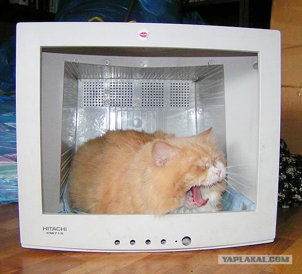 Котовторнику Да (09.12.08)