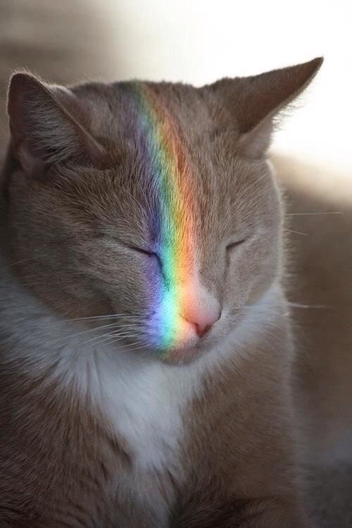 Немного милоты