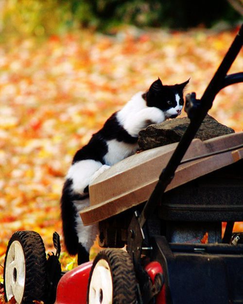Котовторник! 11.10.11