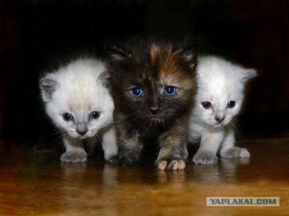 Ну и где ваш котовторник?