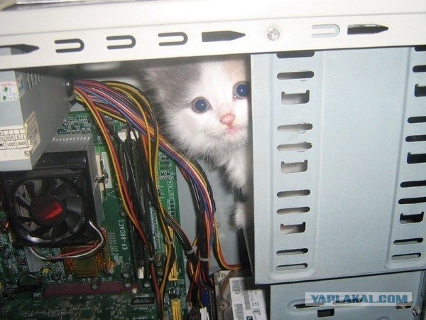 Котовторник  от 3.04.2012