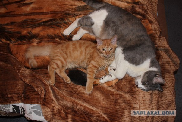Котовторник 17.04.2012